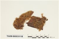 藏品(灰苔科)的圖片